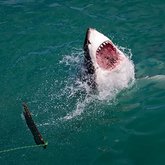 great white shark cage diving